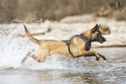 Curli - Harnais Belka Air-Mesh En Noir Pour Chiens - M -Chats Chiens Articles Magasin 17300