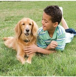 PetSafe - Clôture Anti-fugue Radio Fence Pour Chien -Chats Chiens Articles Magasin 29082