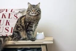 Sure PetCare - Hub Pour Chatière Connect -Chats Chiens Articles Magasin 39216