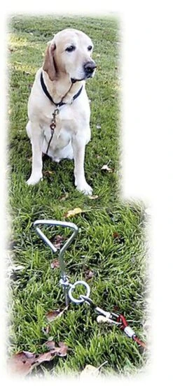 Kerbl - Laisse D'Attache Avec Ancrage Pour Chien -Chats Chiens Articles Magasin 43038