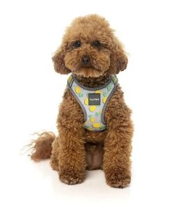 FuzzYard - Harnais Piña Colada Pour Chien - M 11 FuzzYard - Harnais Piña Colada Pour Chien - M -Chats Chiens Articles Magasin 43247