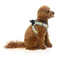 FuzzYard - Harnais Piña Colada Pour Chien - M 10 FuzzYard - Harnais Piña Colada Pour Chien - M -Chats Chiens Articles Magasin 43248