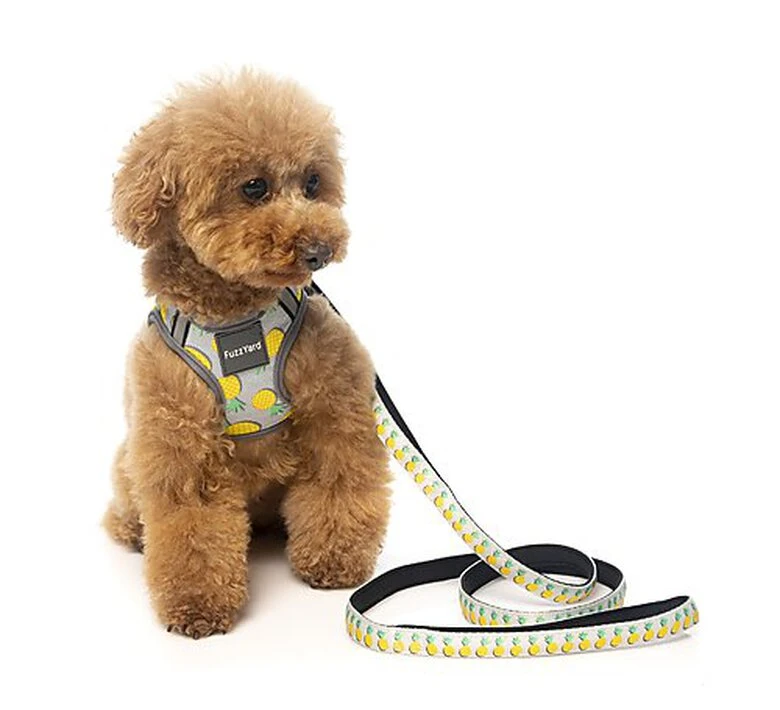 FuzzYard - Harnais Piña Colada Pour Chien - M 5 FuzzYard - Harnais Piña Colada Pour Chien - M – Image 3