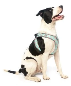 FuzzYard - Harnais Summer Punch Pour Chien - L -Chats Chiens Articles Magasin 43257