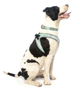 FuzzYard - Harnais Summer Punch Pour Chien - L -Chats Chiens Articles Magasin 43258