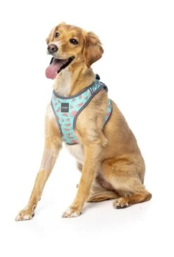 FuzzYard - Harnais Summer Punch Pour Chien - L -Chats Chiens Articles Magasin 43259