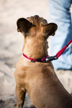 Goleygo - Laisse Plate Réglable Rouge Pour Chien - M -Chats Chiens Articles Magasin 47727