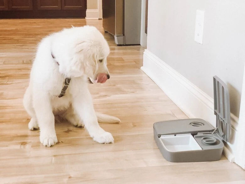 PetSafe - Distributeur Automatique 2 Repas Pour Chien Et Chat 6 PetSafe - Distributeur Automatique 2 Repas Pour Chien Et Chat – Image 4