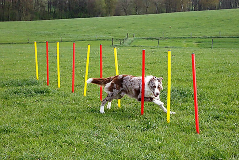 Kerbl - Kit Complet Agility Pour Chiens 4 Kerbl - Kit Complet Agility Pour Chiens – Image 2