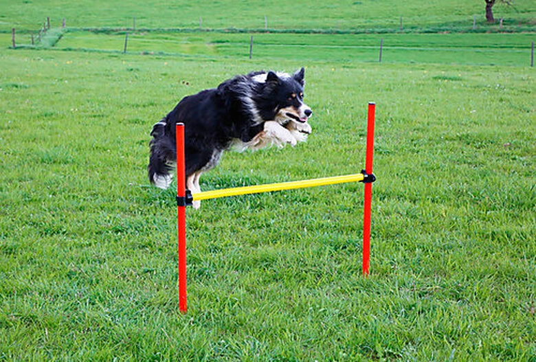 Kerbl - Kit Complet Agility Pour Chiens 6 Kerbl - Kit Complet Agility Pour Chiens – Image 4