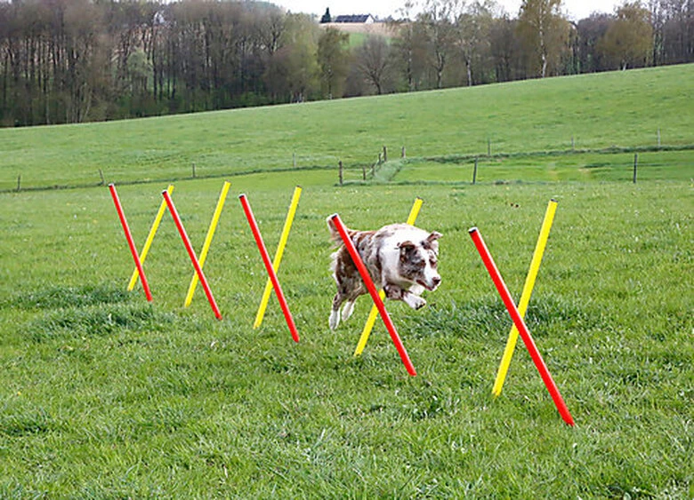 Kerbl - Kit Complet Agility Pour Chiens 5 Kerbl - Kit Complet Agility Pour Chiens – Image 3