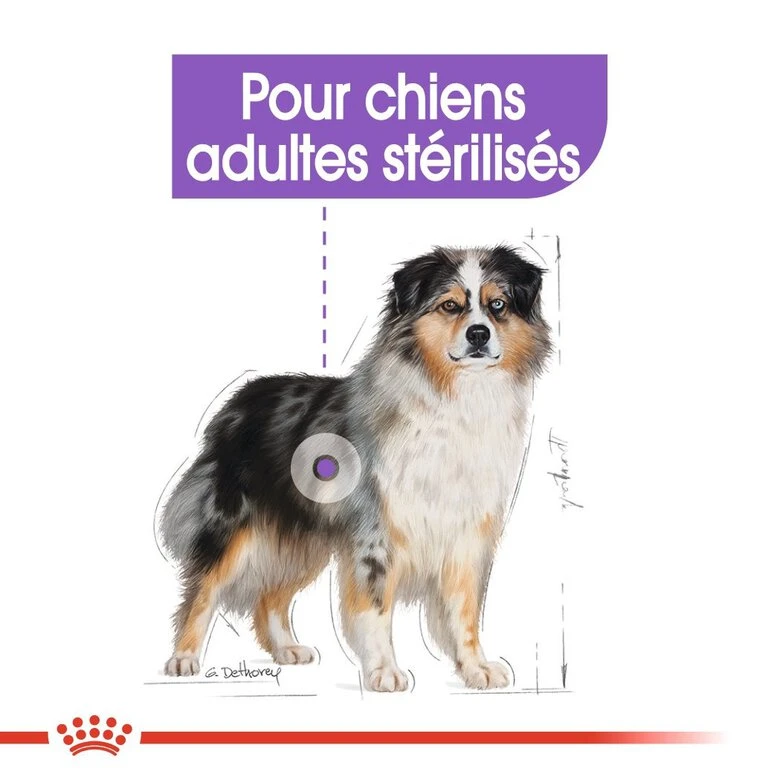 Royal Canin - Croquettes Medium Sterilised Pour Chien Stérilisé - 3Kg 5 Royal Canin - Croquettes Medium Sterilised Pour Chien Stérilisé - 3Kg – Image 3