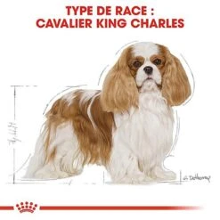 Royal Canin - Croquettes Cavalier King Charles Pour Chien Adulte 14 Royal Canin - Croquettes Cavalier King Charles Pour Chien Adulte -Chats Chiens Articles Magasin 67592