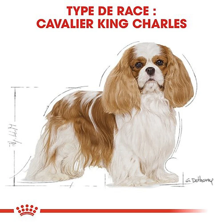 Royal Canin - Croquettes Cavalier King Charles Pour Chien Adulte 6 Royal Canin - Croquettes Cavalier King Charles Pour Chien Adulte – Image 4