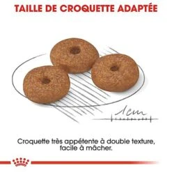 Royal Canin - Croquettes Mini Ageing 12+ Pour Chien Senior - 1,5Kg 13 Royal Canin - Croquettes Mini Ageing 12+ Pour Chien Senior - 1,5Kg -Chats Chiens Articles Magasin 67640