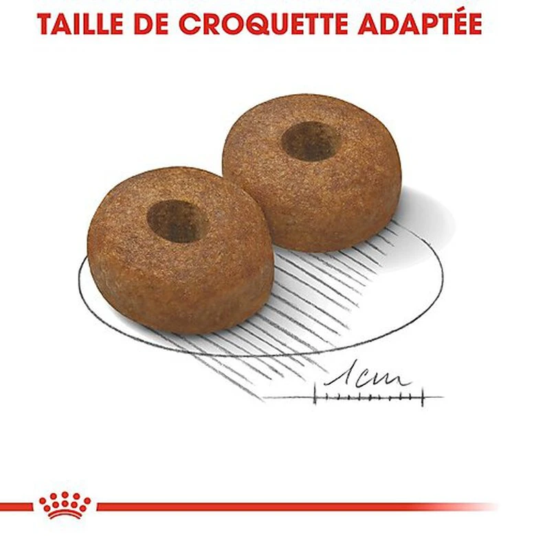 Royal Canin - Croquettes Maxi Ageing 8+ Pour Chien Senior - 15Kg 7 Royal Canin - Croquettes Maxi Ageing 8+ Pour Chien Senior - 15Kg – Image 5