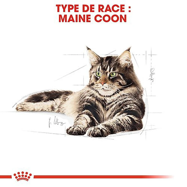 Royal Canin - Croquettes Maine Coon Pour Chat Adulte 5 Royal Canin - Croquettes Maine Coon Pour Chat Adulte – Image 3
