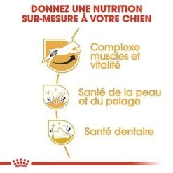 Royal Canin - Croquettes Jack Russel Terrier Pour Chien Adulte -Chats Chiens Articles Magasin 67834