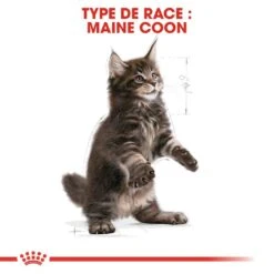 Royal Canin - Croquettes Maine Coon Pour Chaton - 2Kg -Chats Chiens Articles Magasin 67933