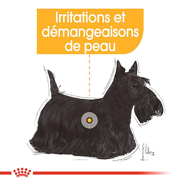 Royal Canin - Sachets Dermacomfort En Mousse Pour Chien - 12X85g 4 Royal Canin - Sachets Dermacomfort En Mousse Pour Chien - 12X85g – Image 2