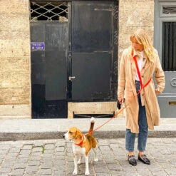 Pop Dog - Collier Foufou Orange Pour Chien - M -Chats Chiens Articles Magasin 68969