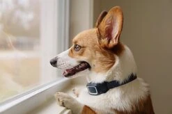 PetSafe - Collier Anti-Aboiement En Spray Pour Chien 9 PetSafe - Collier Anti-Aboiement En Spray Pour Chien -Chats Chiens Articles Magasin 74197