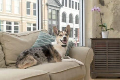 PetSafe Pet Safe - Collier Anti-Aboiement Lite PBC19-16448 Pour Chien 11 PetSafe Pet Safe - Collier Anti-Aboiement Lite PBC19-16448 Pour Chien -Chats Chiens Articles Magasin 74313