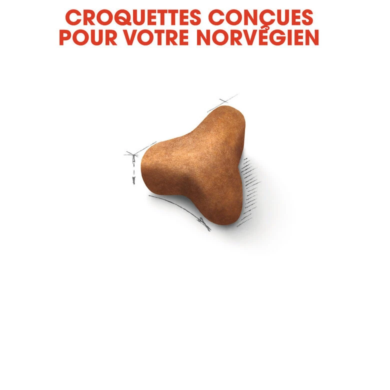 Royal Canin - Croquettes Norwegian Adult Pour Chat - 2Kg 5 Royal Canin - Croquettes Norwegian Adult Pour Chat - 2Kg – Image 3