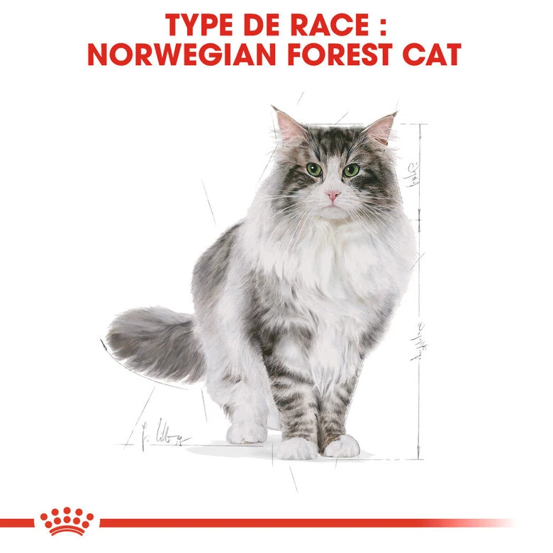 Royal Canin - Croquettes Norwegian Adult Pour Chat - 2Kg 4 Royal Canin - Croquettes Norwegian Adult Pour Chat - 2Kg – Image 2