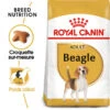 Royal Canin - Croquettes Beagle Adult Pour Chien - 12Kg 1 Royal Canin - Croquettes Beagle Adult Pour Chien - 12Kg -Chats Chiens Articles Magasin 74473