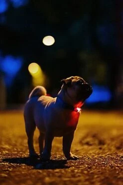 Tickless - Répulsif Antiparasitaire Mini Dog Ultrason Rechargeable Pour Chiens - Noir -Chats Chiens Articles Magasin 76316