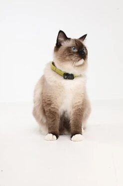 Tickless - Répulsif Antiparasitaire Mini Cat Ultrason Rechargeable Pour Chats - Noir -Chats Chiens Articles Magasin 76327