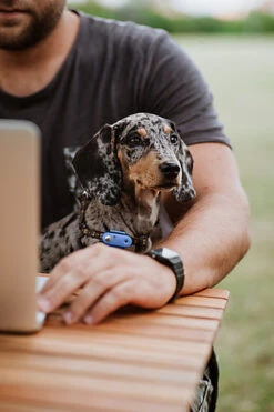 Tickless - Répulsif Antiparasitaire Mini Dog Ultrason Rechargeable Pour Chiens - Bleu -Chats Chiens Articles Magasin 76335